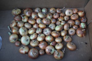 curing or drying onions