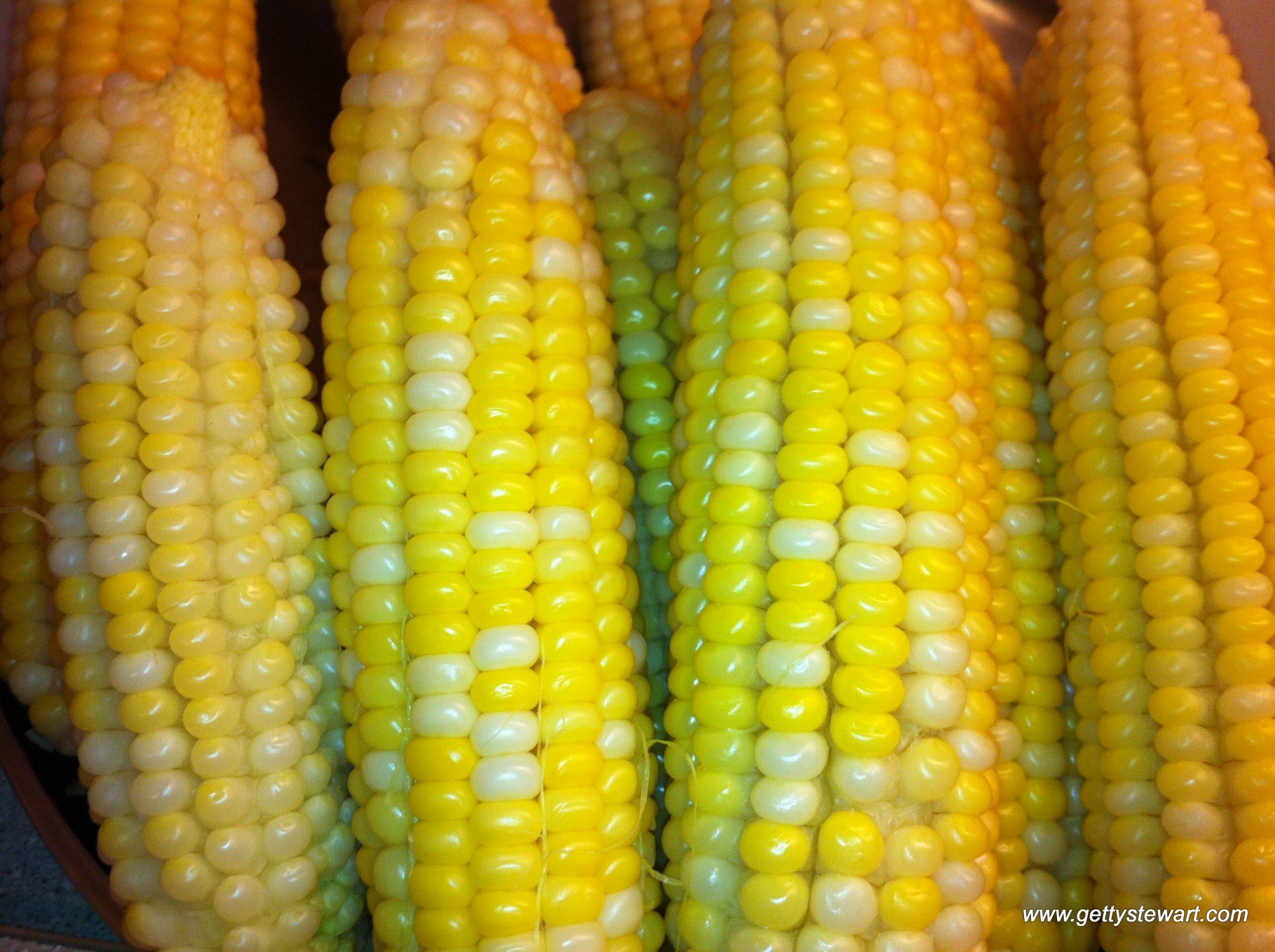 Getty Stewart How to Plant Corn in the Garden