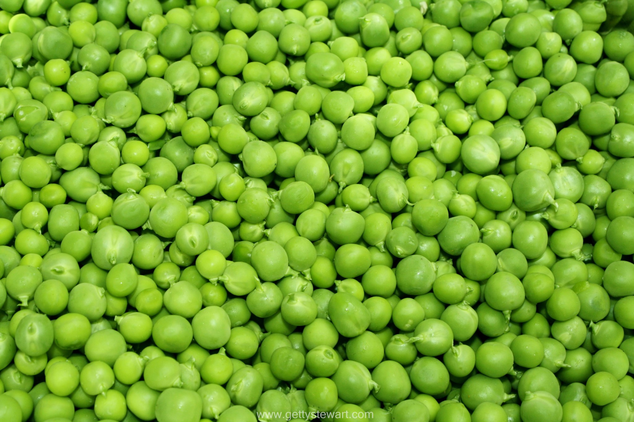 fresh-green-peas-watermarked.jpg#peas%20%203886x2590