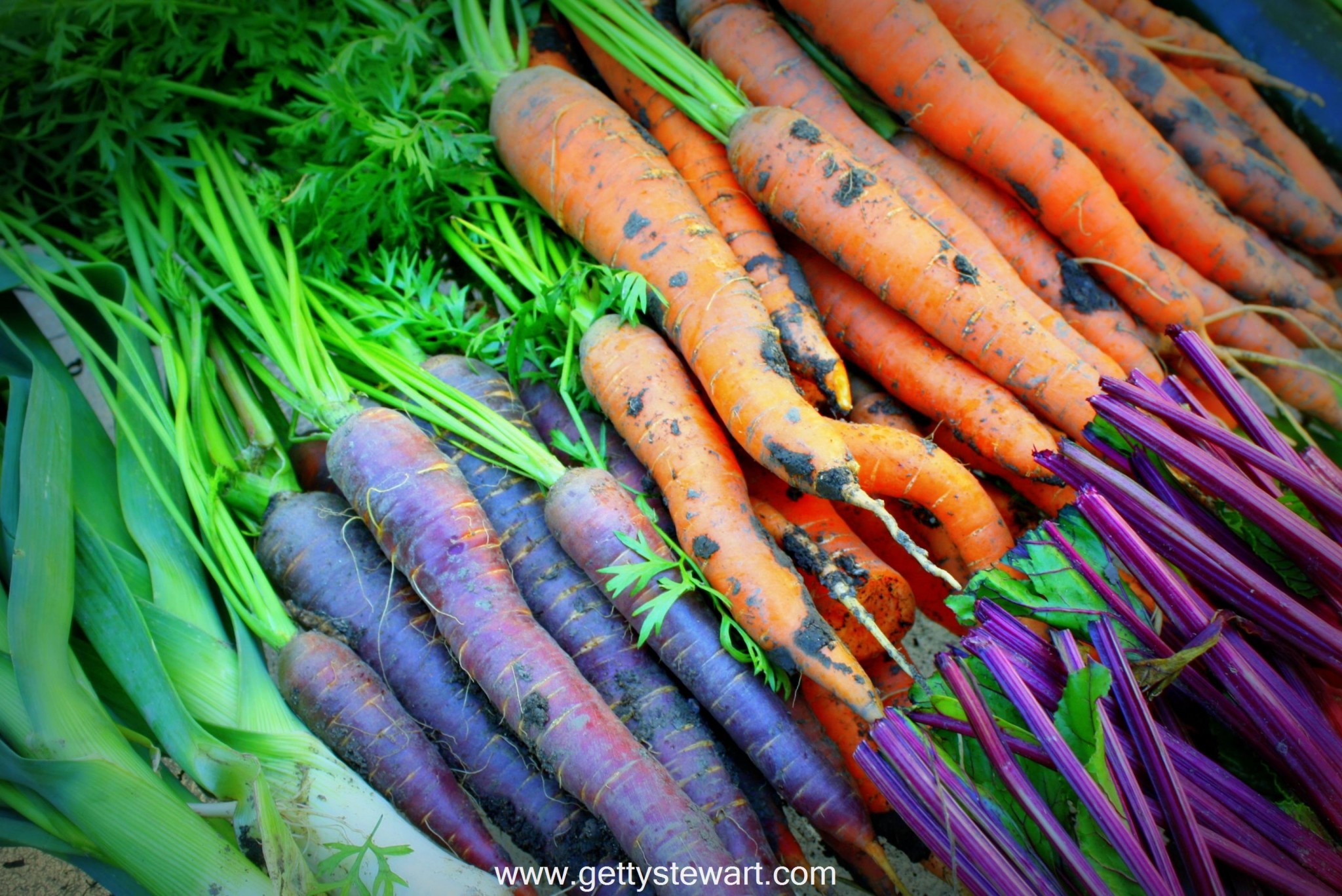 carrots than your able to eat or store without processing? Freezing ...