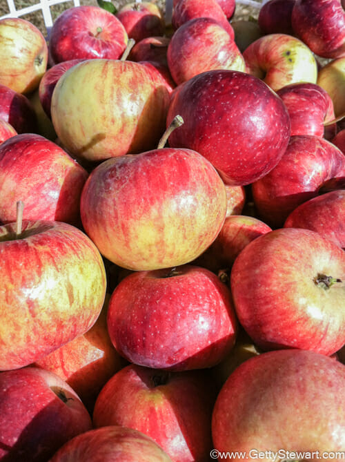 How to tell when apples are ripe and ready to pick? - GettyStewart.com