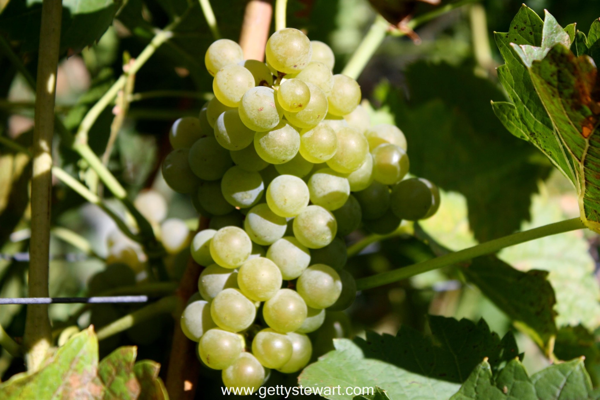 What is useful for grapes and what is its calorie content What is useful for grapes and what is its calorie content