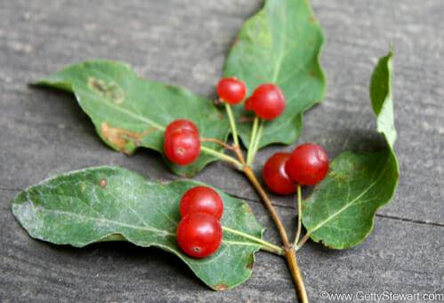 tree with red cherry like berries