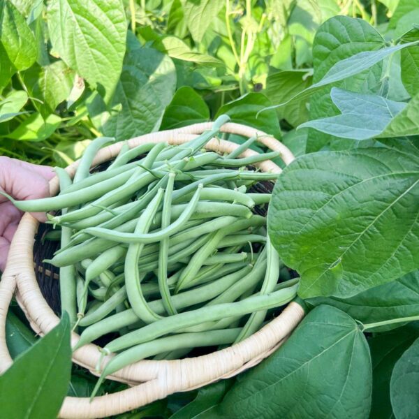 fresh beans in basket by bean plants