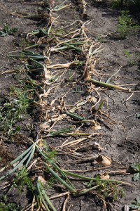 harvesting garden onions