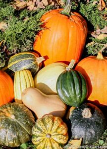 squash varieties