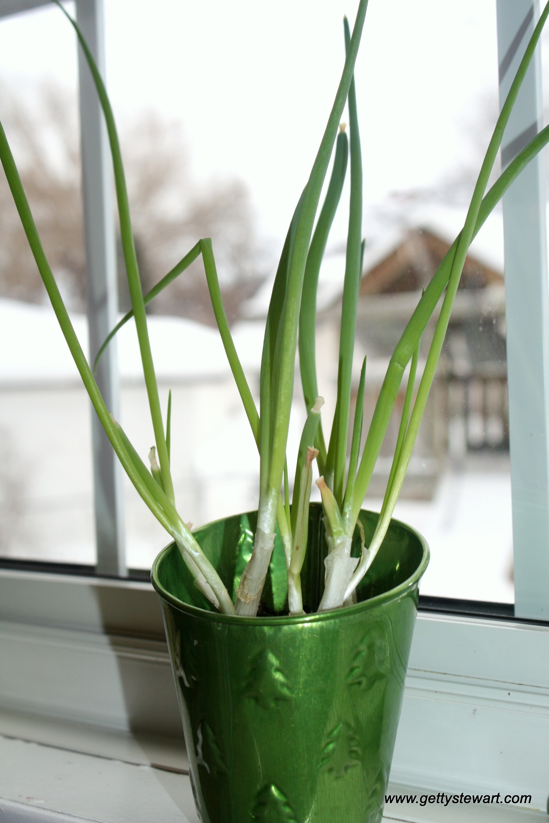 Regrowing Green Onions From The Fridge,Cellulose In Food Definition