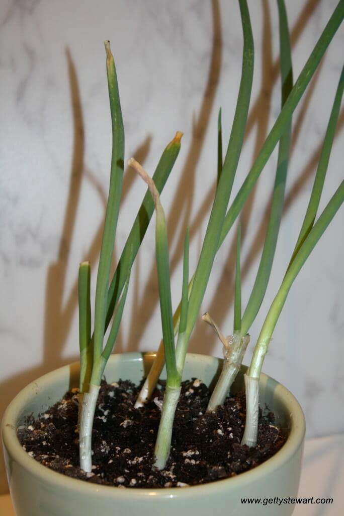 growing green onions from the fridge