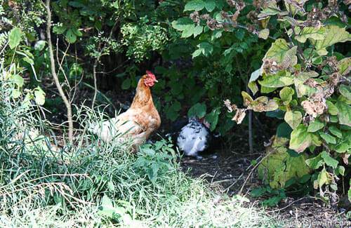 happy hens good eggs