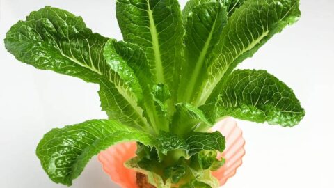 regrowing romaine lettuce