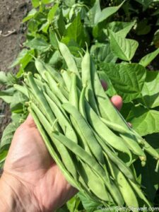 green beans