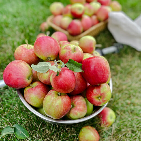 apples-picked-prairie-sensation-sq-1.jpg