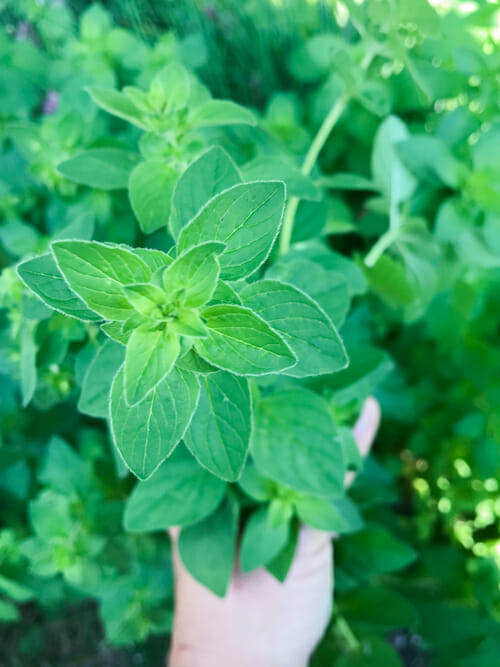 Facts About What Is Marjoram Good For Revealed