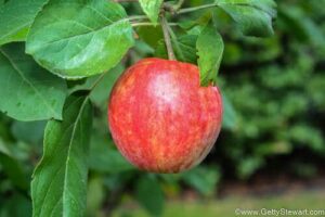 How to tell when apples are ripe and ready to pick?