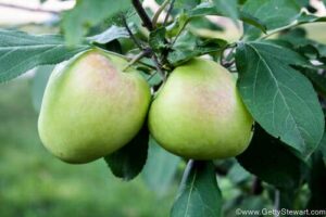 How to tell when apples are ripe and ready to pick?