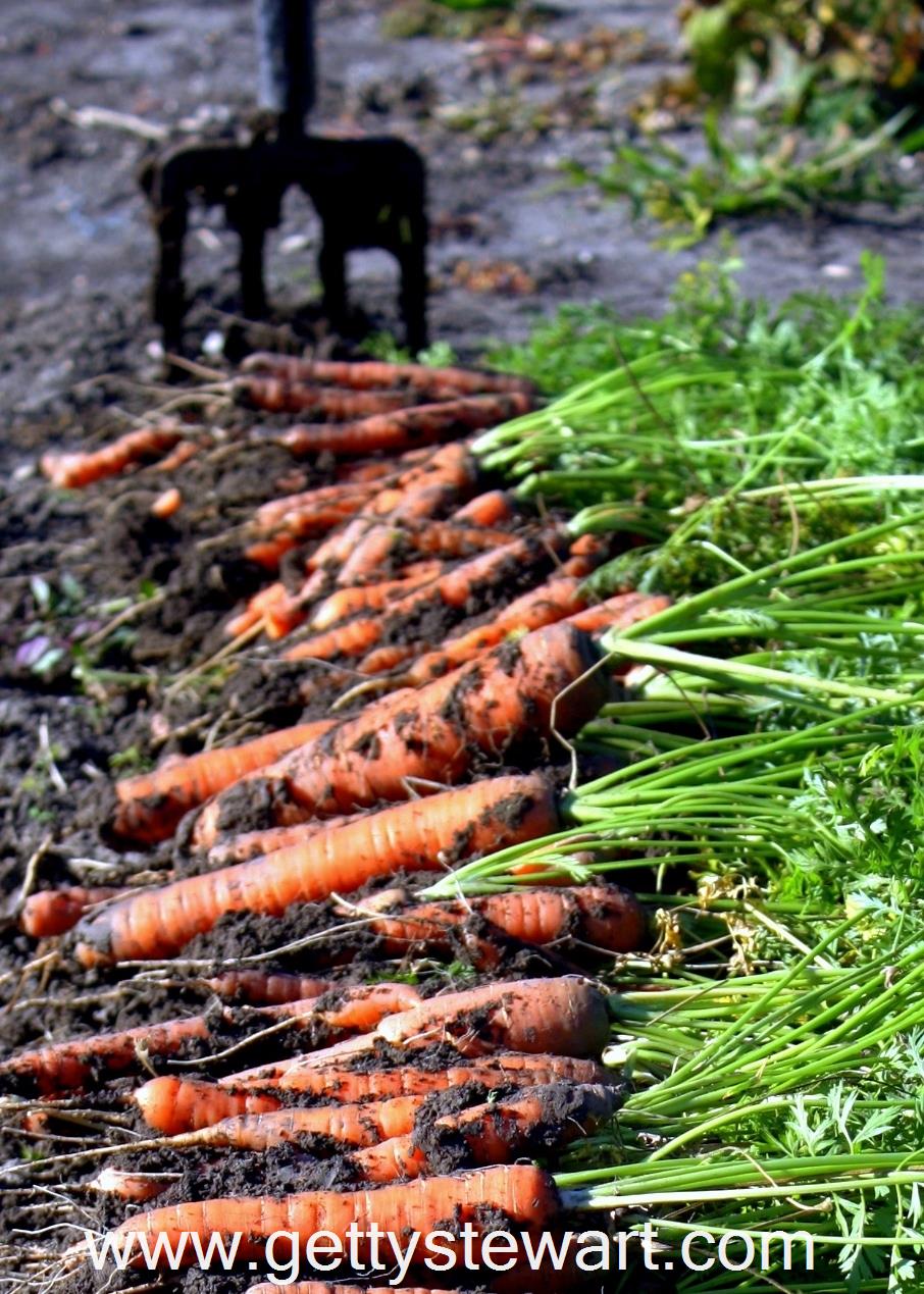 How To Harvest And Store Garden Carrots Getty Stewart
