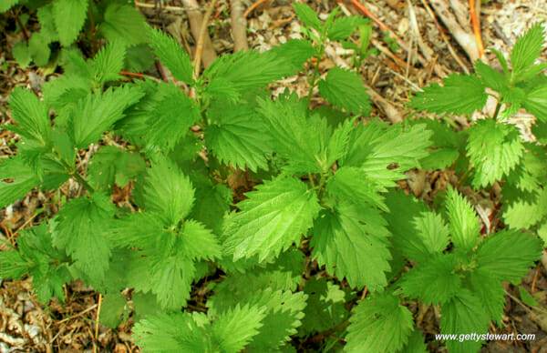 stinging nettle ready to harvest