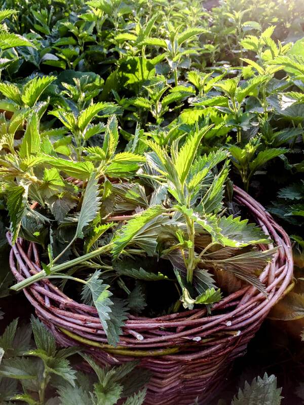 stinging nettle in basket