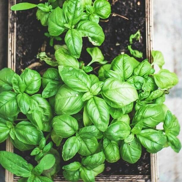 How to Cut Basil for a Full Harvest All Season Long