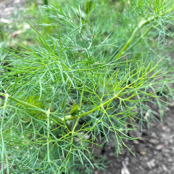 When and How to Harvest Dill and Best Way to Preserve It