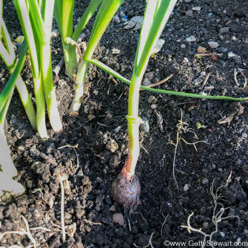 garlic chive roots