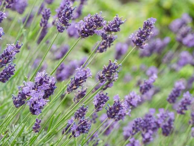 lavender