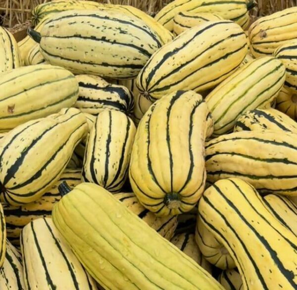 pile of delicata squash