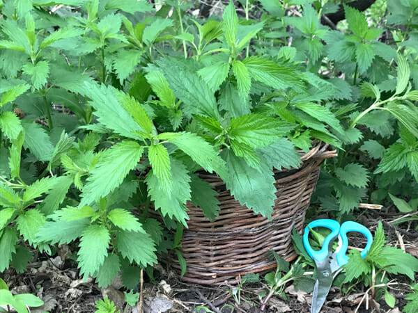 basket of stinging nettle