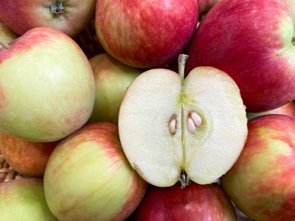 How to tell when apples are ripe and ready to pick?