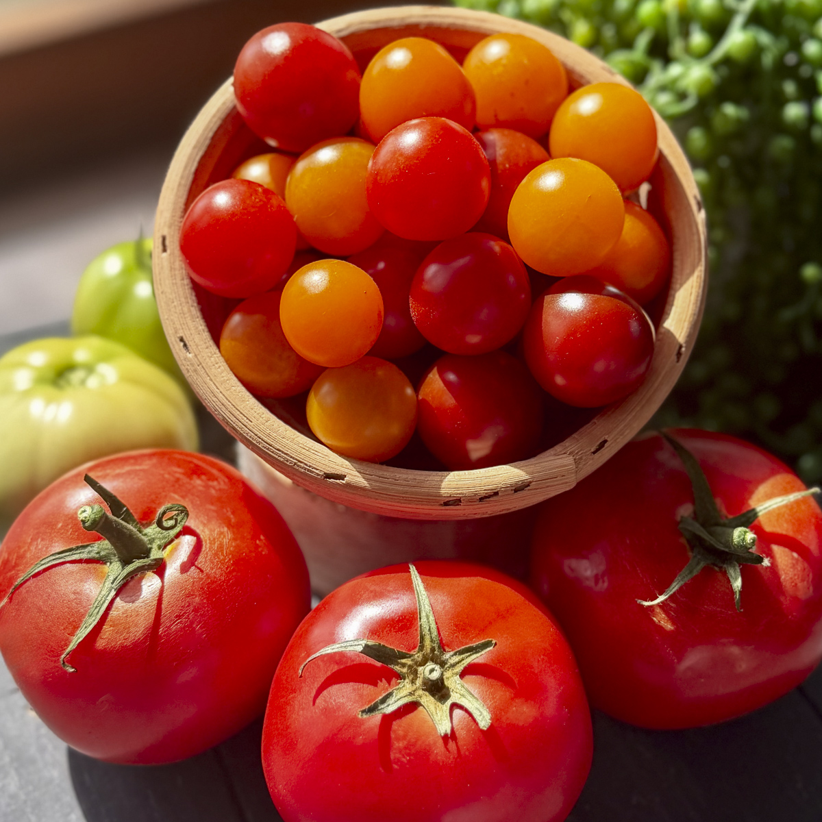 cherry tomatoes in basket next to big red and green tomatoes in sunlight